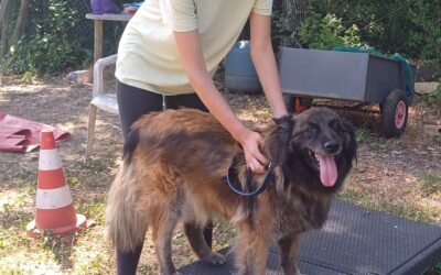 Mes alliés de coaching: Présentation de Lily