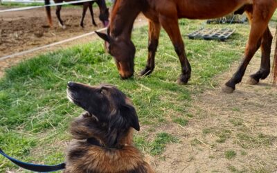 Mes alliés de coaching: Présentation de Malou