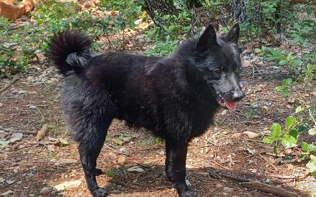 Mes alliés de coaching: Présentation de Taz