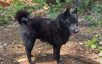 Mes alliés de coaching: Présentation de Taz